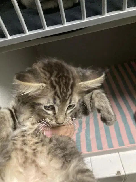 Meowth - Domestic Short Hair