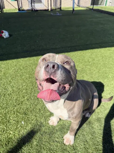 Rocko - Pit Bull Terrier