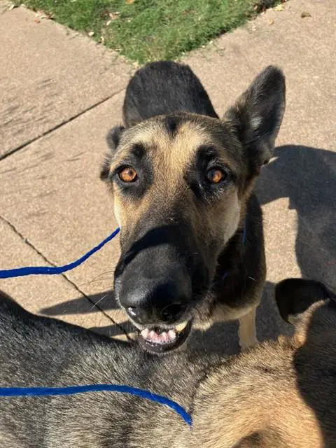 Jax - German Shepherd Dog