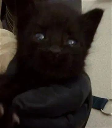 Benito - Domestic Medium Hair