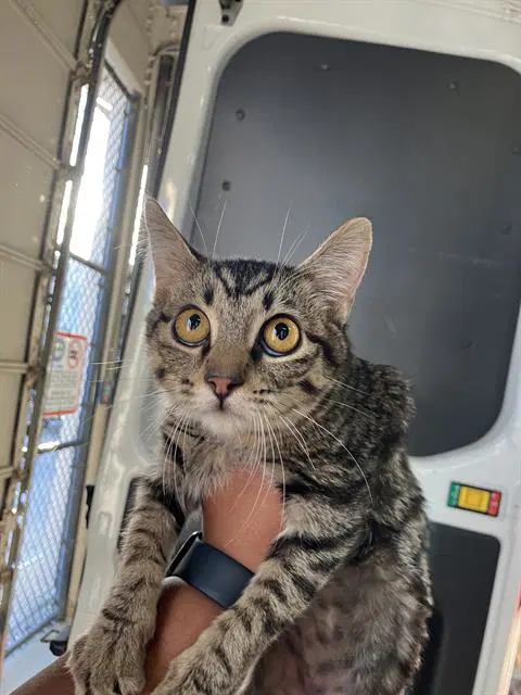 Corra - Domestic Short Hair