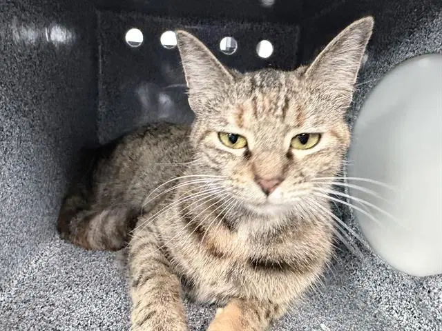 Bean - Domestic Short Hair