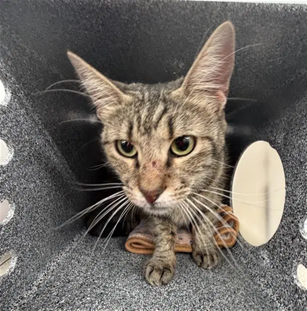 Mamas - Domestic Short Hair