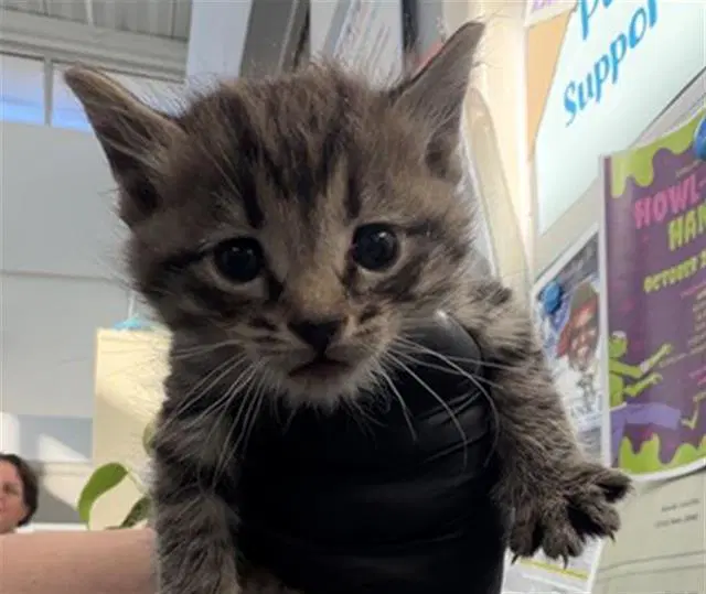 Lydia - Domestic Short Hair