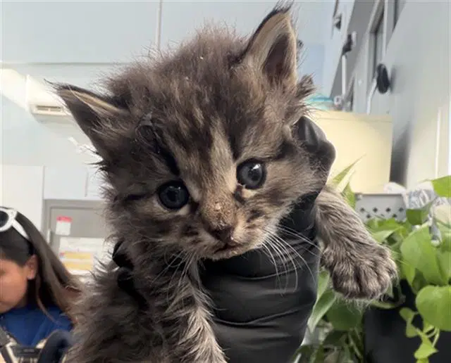 Luna - Domestic Medium Hair