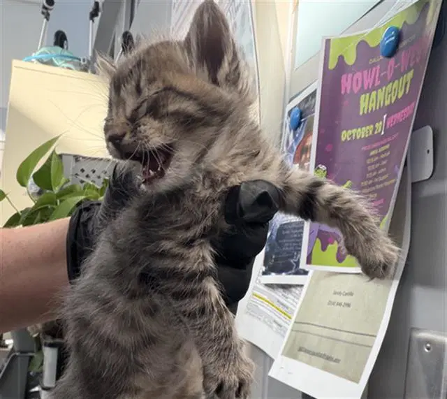 Ivy - Domestic Short Hair
