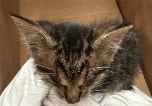 Scarlett - Domestic Short Hair