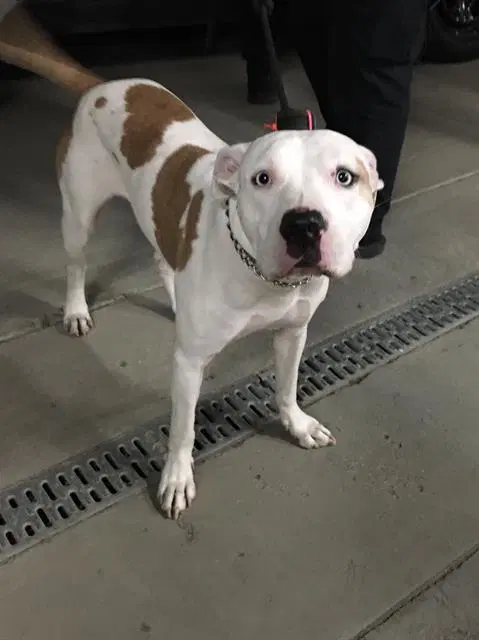 Tequila - Pit Bull Terrier