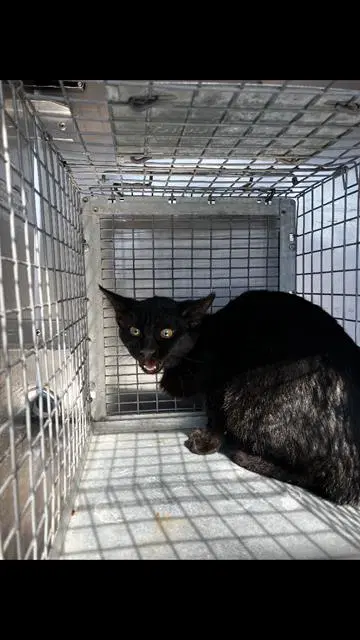 Boom - Domestic Short Hair