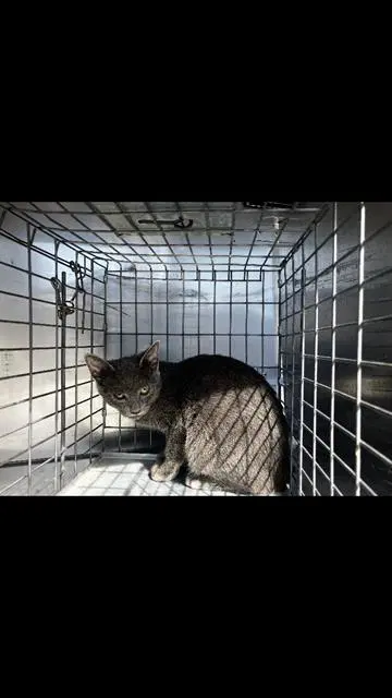 Smoke - Domestic Short Hair