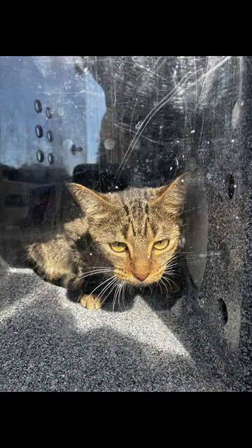 Margaret - Domestic Short Hair