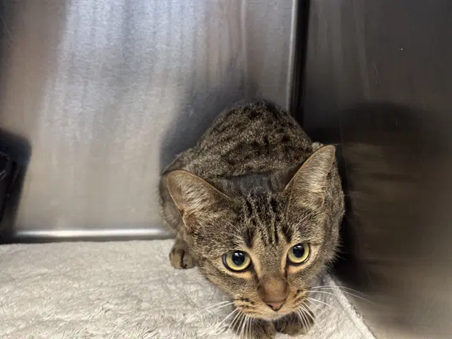Margaret - Domestic Short Hair