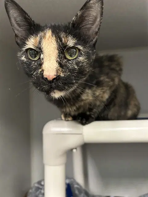 Missy - Domestic Short Hair