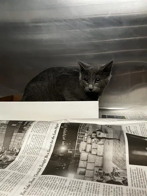Sweety - Domestic Short Hair