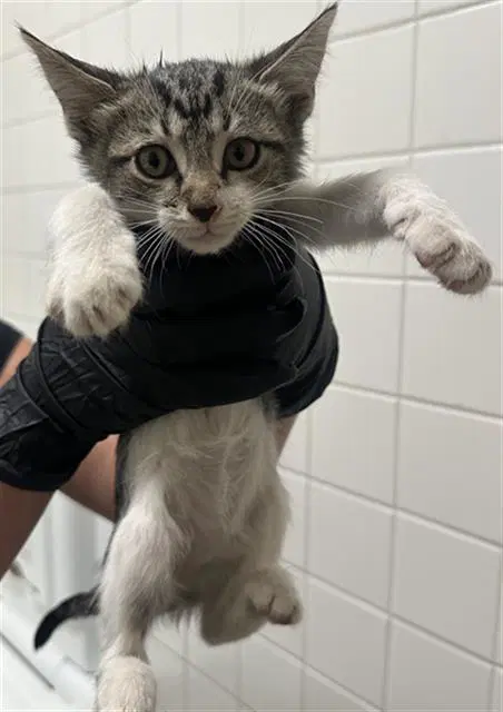 Luca - Domestic Short Hair