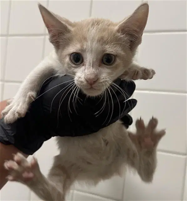 Dylan - Domestic Short Hair