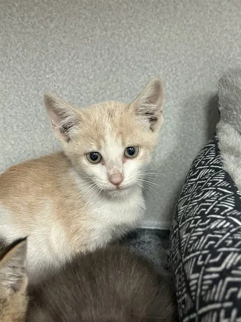Dylan - Domestic Short Hair