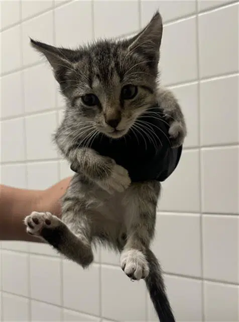 Arlo - Domestic Short Hair
