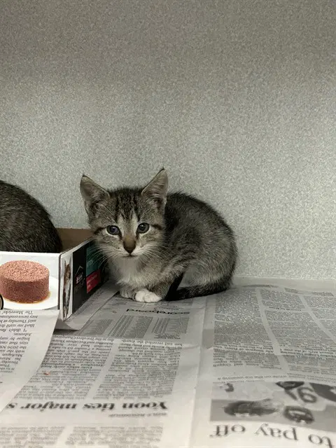Arlo - Domestic Short Hair