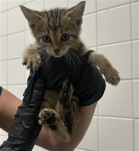 Debbie - Domestic Short Hair