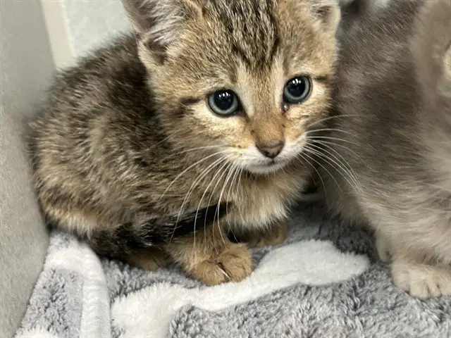 Debbie - Domestic Short Hair