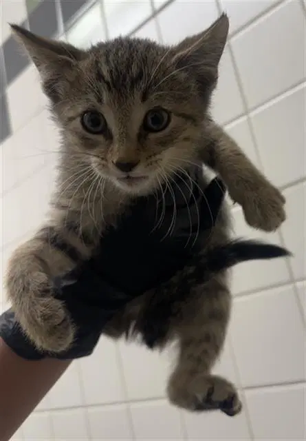Sam - Domestic Short Hair