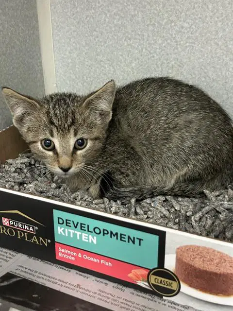 Sam - Domestic Short Hair