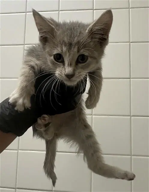 Sharpie - Domestic Short Hair