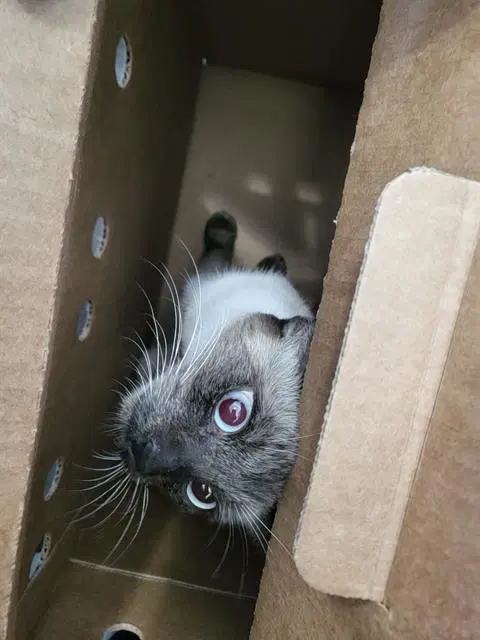 Eclair - Siamese