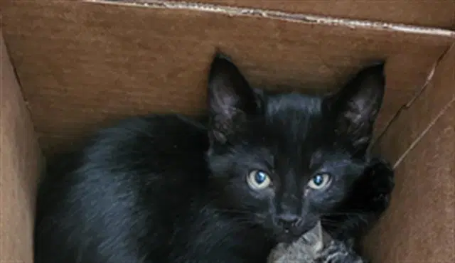 Brownie - Domestic Short Hair