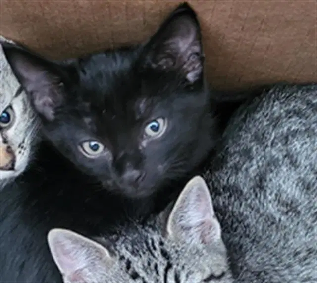 Pudding - Domestic Short Hair