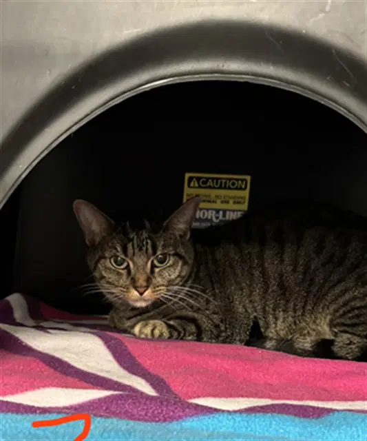 Seanan - Domestic Medium Hair