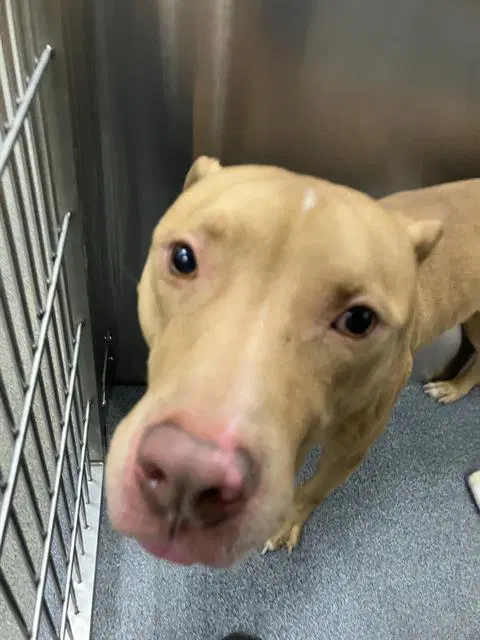 Mister - Pit Bull Terrier