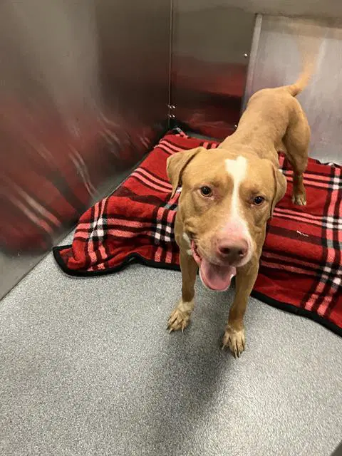 Debo - Pit Bull Terrier