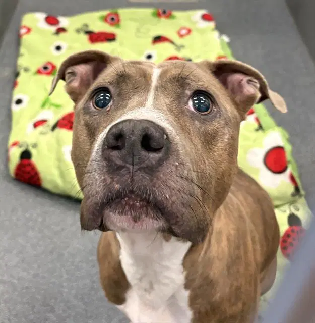Missy - Pit Bull Terrier