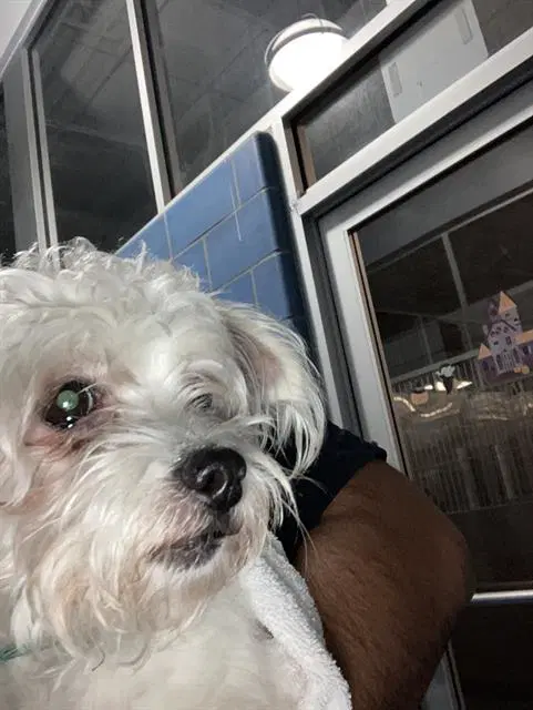 Shadow - Maltese