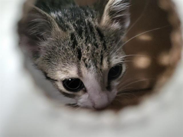 BISCUIT