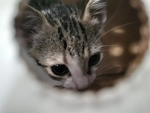 Biscuit - Domestic Medium Hair