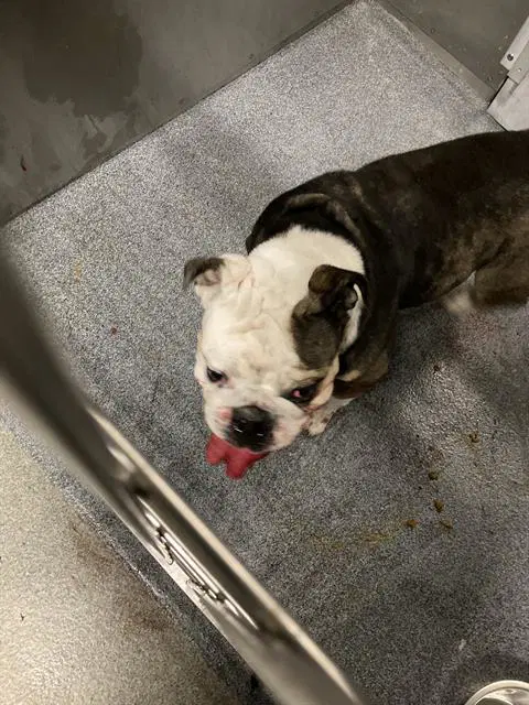 Gretta - English Bulldog
