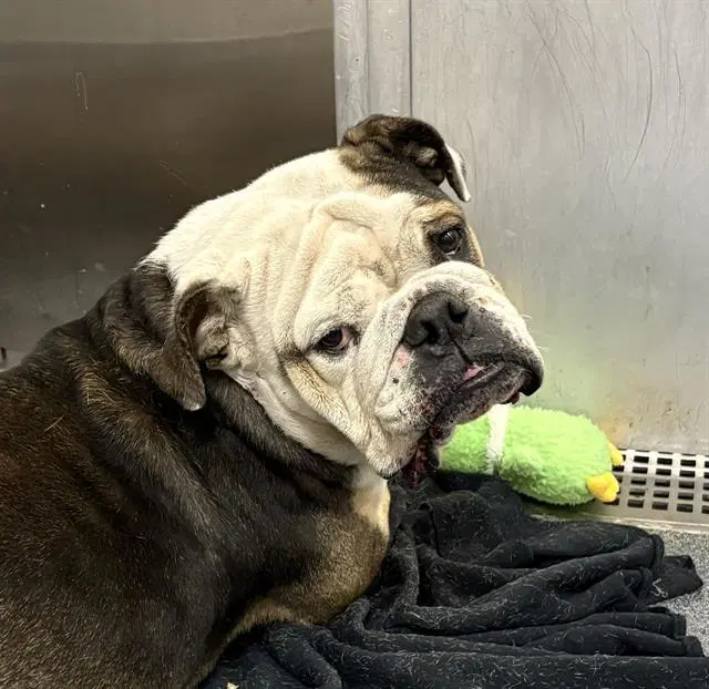 Gretta - English Bulldog