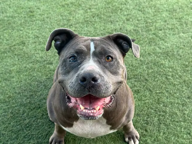 Duchess - Pit Bull Terrier