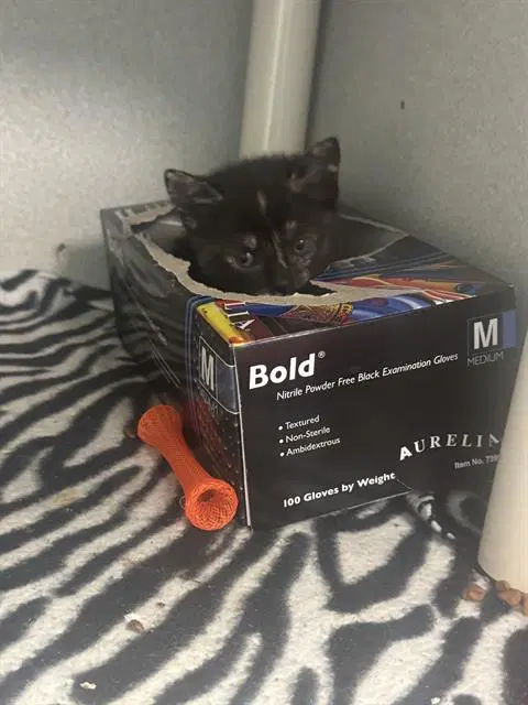 Layla - Domestic Short Hair