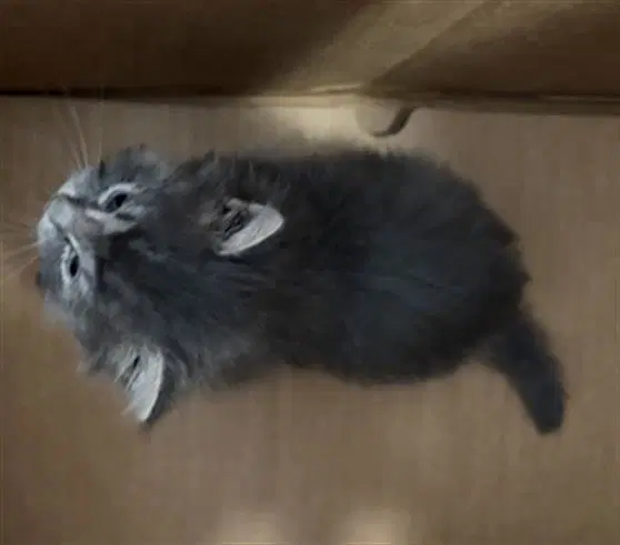 Kitty - Domestic Short Hair