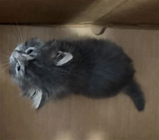 Kitty