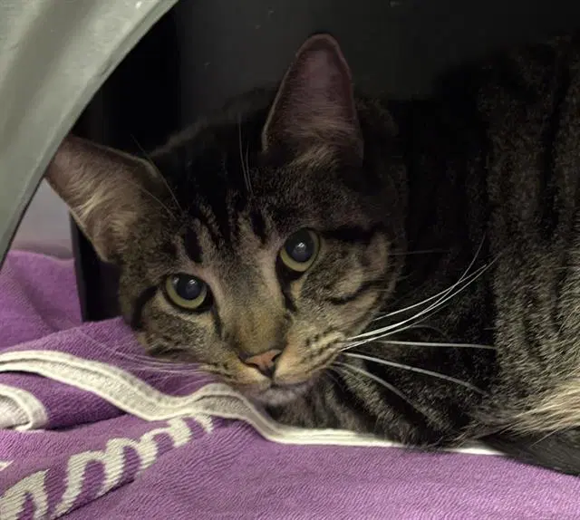 Missy - Domestic Short Hair
