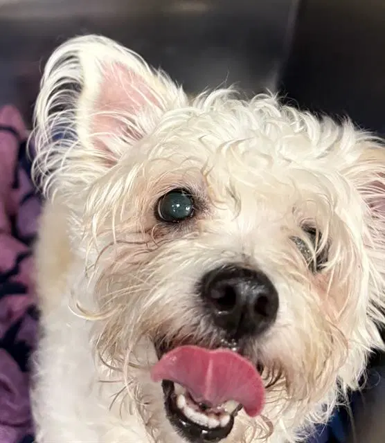 Shadow - Maltese