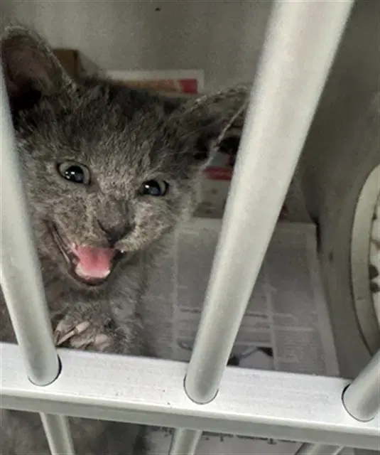 Cali - Domestic Short Hair