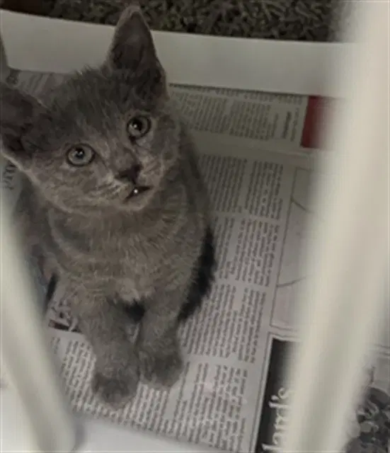 Ava - Domestic Short Hair