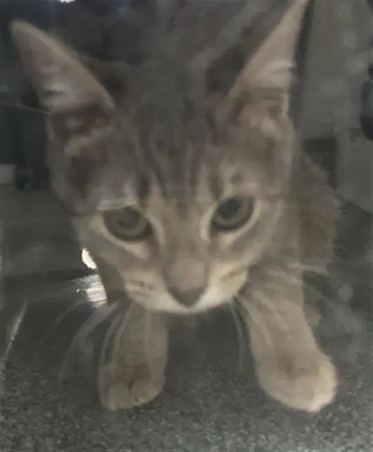 Shelly - Domestic Short Hair
