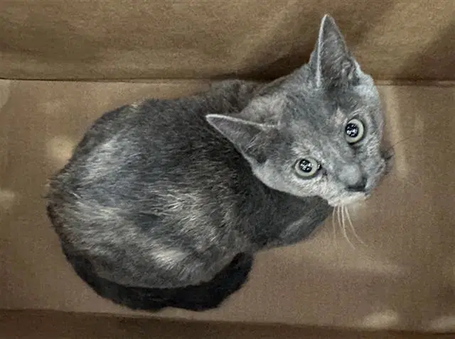 Seren - Domestic Short Hair